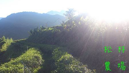 7月18日採茶的早晨