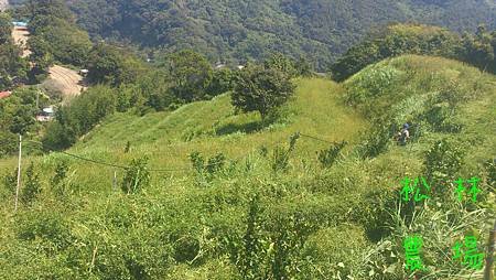 茶樹野化的過程_和雜草競爭