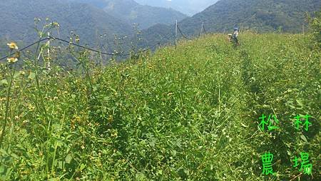 茶樹野化的過程_和雜草競爭