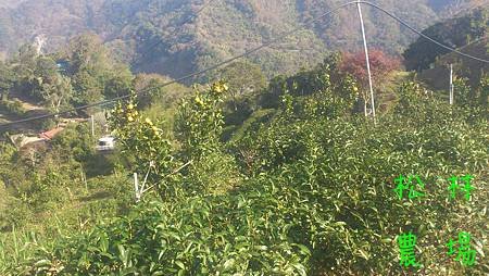 下一點霜的茶園 轉黃的茂谷柑 紅紅的楓樹