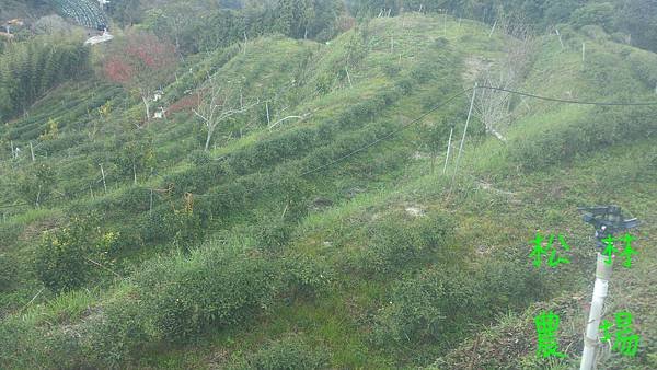 下霜的茶園