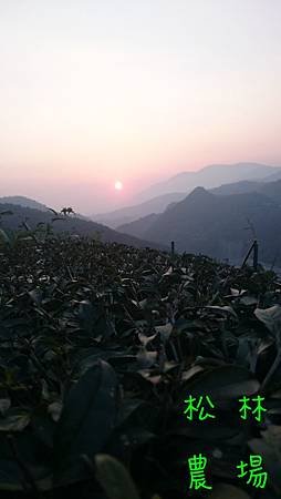 3月18日茶園的夕陽美景