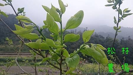 甜柿發芽