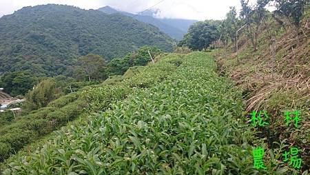 4月21日的茶芽