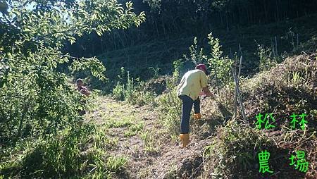 果樹區人工除草