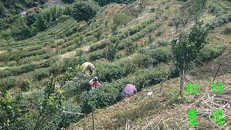 6月18日茶園人工除草