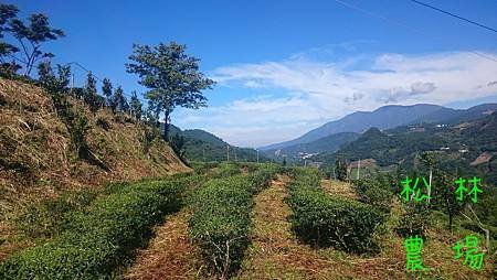 砍草後的茶園