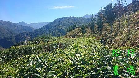 砍草後的茶園