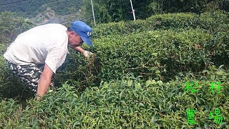 6月21日茶園人工除草完成