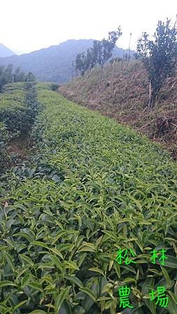 6月22日的茶芽