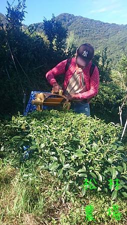 7月5日採烏龍紅茶