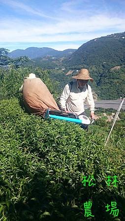 7月5日採烏龍紅茶