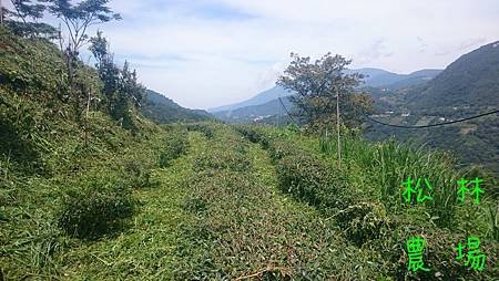 8月10_11日茶園砍草