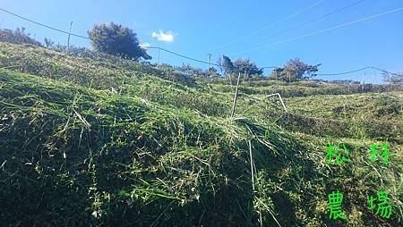 茶園砍草完成