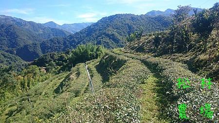 茶園砍草完成