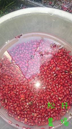 紅豆用水洗法選豆