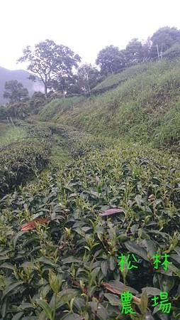 4月14日的茶芽