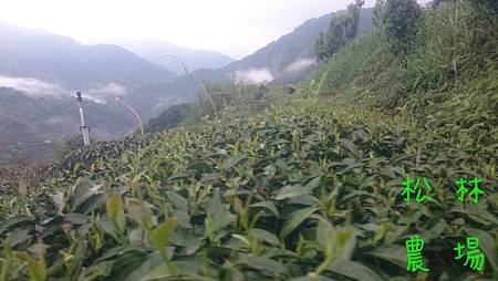 4月14日的茶芽