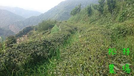 4月17日的茶芽