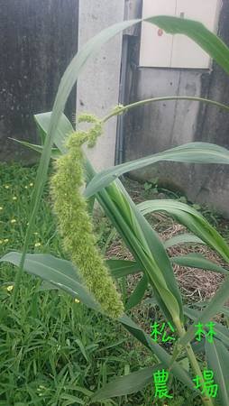 試驗中的小米抽苔開花