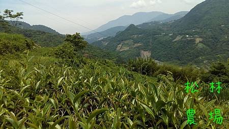 5月4日茶園除草記事