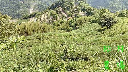 5月4日茶園除草記事