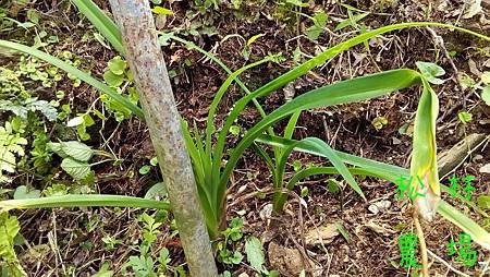 5月4日茶園除草記事