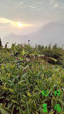 5月4日茶園除草記事