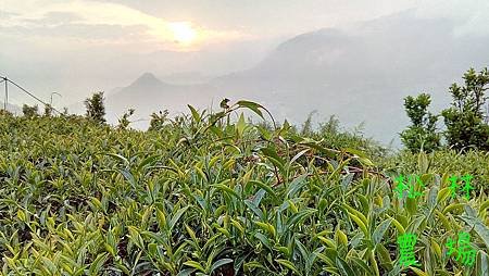 5月4日茶園除草記事