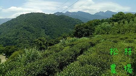 5月7日邊拔草邊賞風景