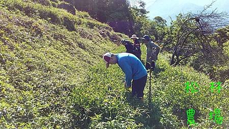 5月8日幫朋友優勞背茶菁