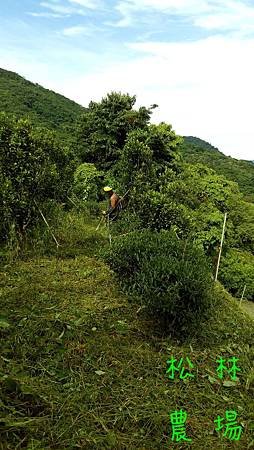 5月10日茶園果樹區砍草