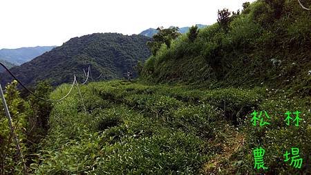 5月10日茶園果樹區砍草