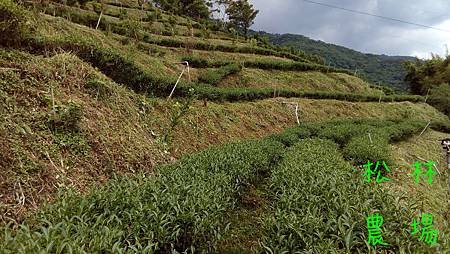 5月10日茶園果樹區砍草完成