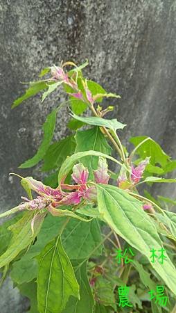 5月13日田尾門市試驗的紅藜準備開花