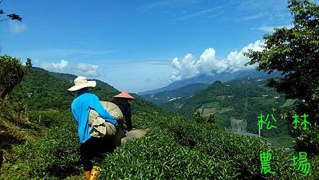 5月15日採茶