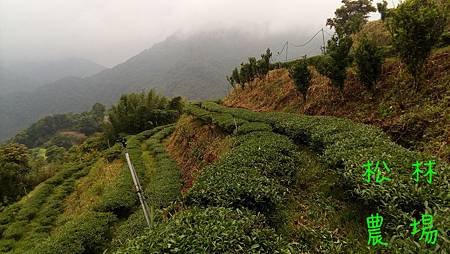 5月16日修剪過的茶樹