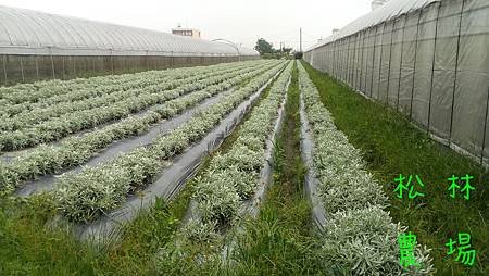 5月25日白毛將軍區砍草