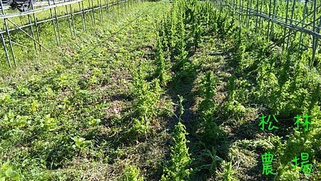 6月1日苦苣準備開花