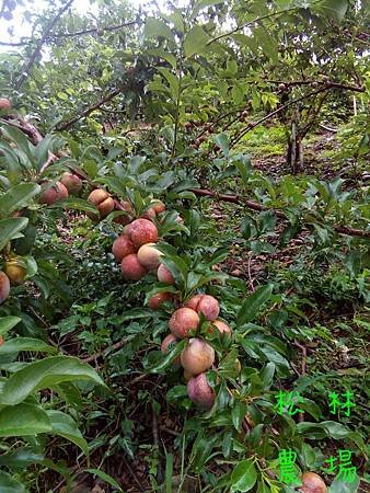 6月14日採收紅肉李宅配