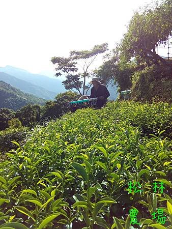 7月18日採茶