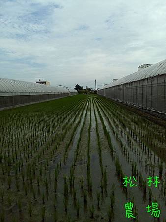 8月13日的稻田