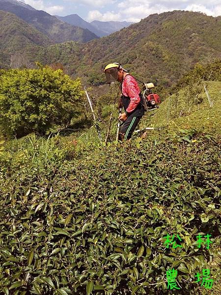 20170324茶園砍草