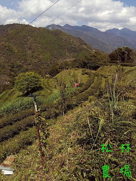 20170324茶園砍草