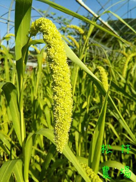 20170623山上小米開花