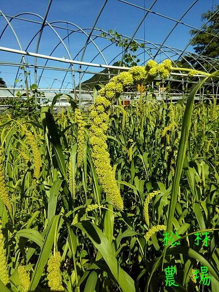 20170628山上的小米開花結果