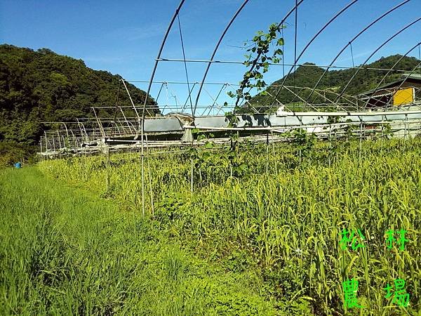 20170628山上的小米開花結果