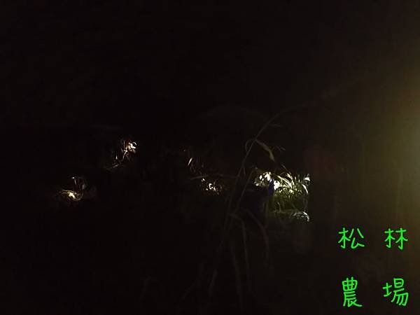 20170630平地白天熱，改晚上採小米