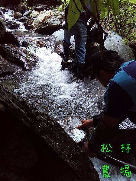 20170810修復茶園水源頭