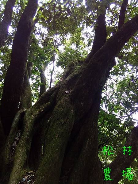 20170810茶園水源頭路上的大樹